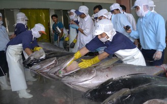 'Thẻ vàng' không cản được cá ngừ Việt vào EU