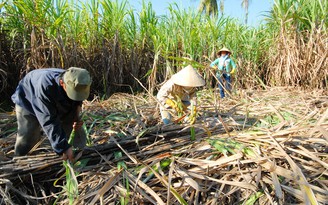 Tồn kho tăng, giá mía và đường giảm mạnh