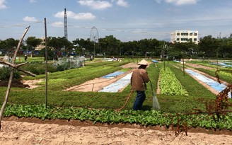 Nắng nóng, dân khổ sở với ruồi