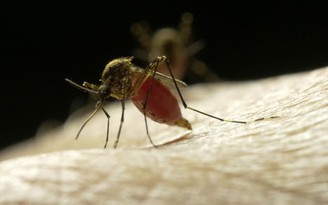 7 căn bệnh nguy hiểm có thể lây sang bạn từ muỗi cắn