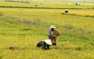 Loay hoay chuyện lúa tái sinh