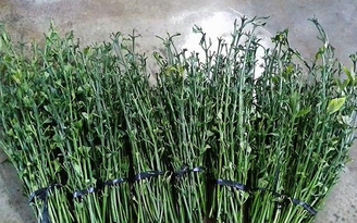 Đăng thông tin thương lái mua lá cà phê tươi 50 ngàn đồng/kg để 'câu like'