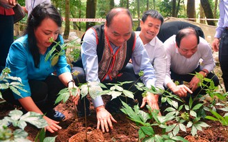 Phiên chợ sâm Ngọc Linh đầu năm thu hơn 4 tỉ đồng