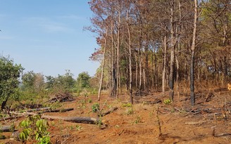 Triệt phá rừng thông