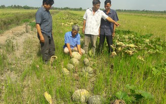 Trồng hoa màu dưới ruộng, thu hàng trăm triệu đồng