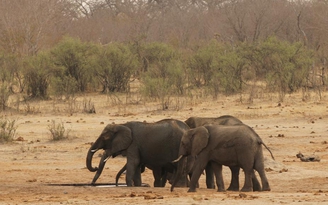 Zimbabwe bán voi vì quá nhiều