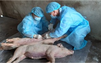 Cần hơn 28 tỉ đồng chi hỗ trợ dịch tả lợn châu Phi ở Thừa Thiên - Huế