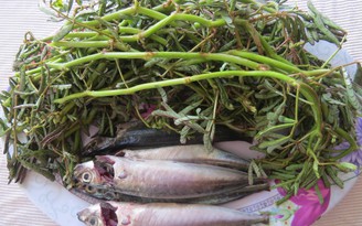 Đậm đà cá nục rau nhút