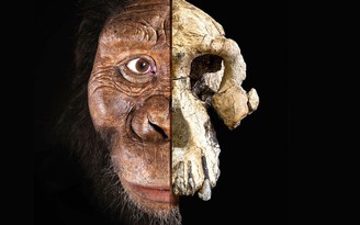 Phát hiện hộp sọ thuộc về tổ tiên lâu đời nhất của loài người