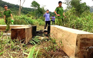 Phá rừng ở H.Ia Pa: Bắt giam giám đốc Công ty Lâm Anh Gia Lai