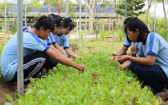 Học sinh trường chuyên... làm chủ vườn rau