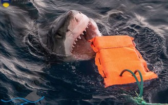 Loại vải mới làm giảm tỷ lệ sát thương khi bị cá mập cắn