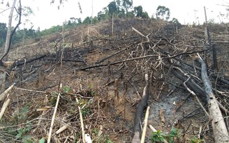 Phó chủ tịch xã ký nhận phá rừng được vô can vì... vợ và 7 người khác nhận là thủ phạm