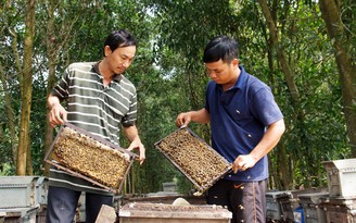 Chăn ong theo những mùa hoa