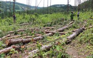 Điều tra vụ phá hơn 6 ha rừng phòng hộ ở Đắk Lắk