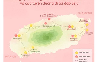 Mùa xuân trên đảo Jeju Hàn Quốc có gì thú vị?