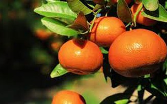 6 lý do hàng đầu để ăn trái cây họ cam quýt