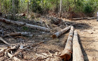 Tan nát rừng vì khai thác gỗ tận thu