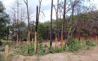 Vì đâu rừng Lâm Đồng tan hoang ? Dự án hơn 25.000 tỉ đồng để... mất rừng