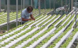 Sốt ruột với nông nghiệp công nghệ cao ở Đà Nẵng