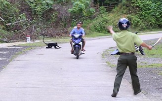 Đau đầu ngăn voọc tấn công người