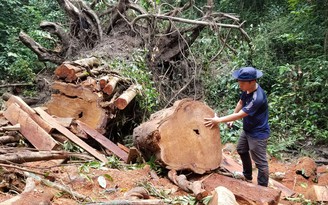 Rừng ở Lâm Đồng, Gia Lai liên tục bị triệt hạ