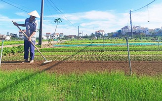 Làng rau Trà Quế tất tả vào vụ Tết: Vụ mới sau... lũ và dịch