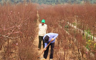 Làng đào Nhật Tân tất bật ngày giáp Tết, mong chờ một mùa bội thu