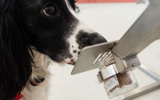 Chó có thể phát hiện người nhiễm Covid-19 cực nhanh sau vài ngày tập luyện