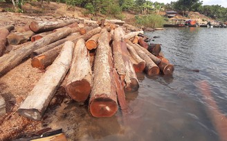 'Công trường' gỗ lậu ở Ia Grai