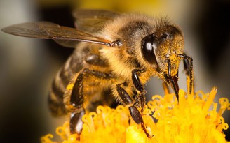 Ong mật có thể phát hiện SARS-CoV-2