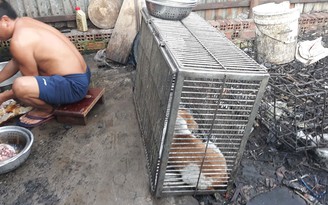 Táo tợn trộm chó ở vùng ven Sài Gòn: Công an TP.HCM vào cuộc