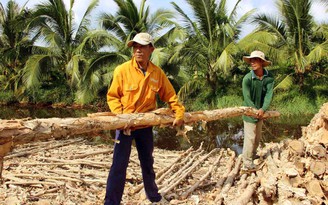 Tràm, đước rớt giá, người trồng liêu xiêu