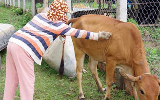 Nông dân nhiều tỉnh thiệt hại nặng vì dịch bệnh viêm da nổi cục ở trâu bò