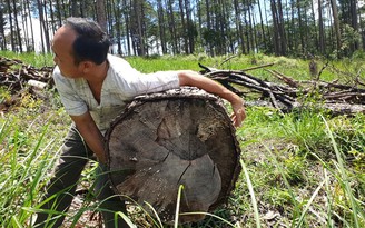 Lâm Đồng: Điều tra làm rõ hành vi lấn chiếm đất rừng, còn hành hung đoàn kiểm tra