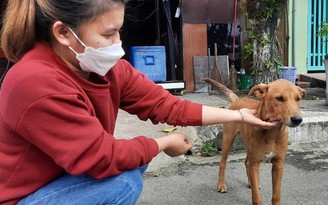 Hội An không tiêu thụ thịt chó, mèo: Miễn là người dân tán thành