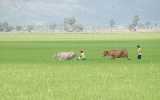 Nghĩa tình miền tây: Một thuở đồng dao