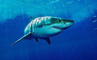 Bị cá mập tấn công, bé 10 tuổi thoát chết còn cứu được bạn