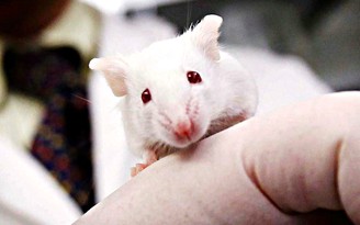 Chuyện khó tin: Thụ tinh nhân tạo chuột không cần tinh trùng