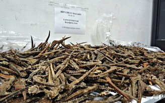 Pháp bắt lô hàng buôn lậu 2.000 con cá ngựa sấy khô về Việt Nam
