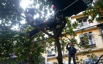 Cảnh sát dùng xe thang giải cứu người nghi ngáo đá trên ngọn cây