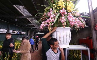 Hoa lan Trung Quốc đắt hàng ngày cận Tết