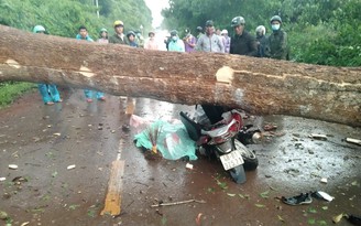 Lâm Đồng: Lốc xoáy quật cây rừng đổ đè xe máy khiến 2 người thương vong