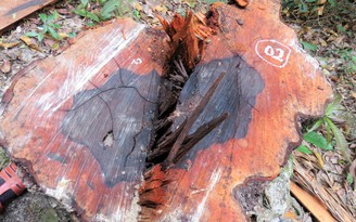 45 cây gỗ mun ở Vườn quốc gia Phong Nha - Kẻ Bàng bị lâm tặc cưa hạ