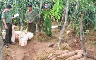 Quảng Bình: Phát hiện gần nửa tấn thuốc nổ, nhiều đầu đạn 'giấu trong vườn nhà''