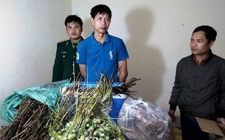 Bắt 2 vụ mua cây và quả thuốc phiện từ Lào để sử dụng