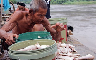 Hàng chục tấn cá lồng trên sông Mã chết do mưa lũ