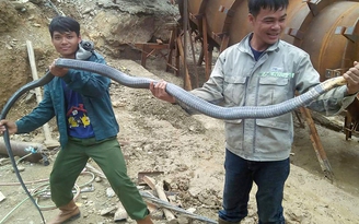Vây bắt rắn hổ mang chúa dài hơn 3 mét