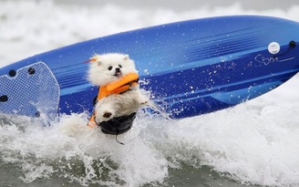 Chó cũng thi lướt sóng