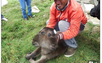 Con bê 2 đầu ở Peru